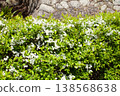 Stone walls and snow willows 138568638