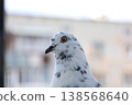 A detailed close-up shot of a white and grey speckled pigeon head with a bright orange eye. The bird is looking to the side against a blurred urban background in daylight. 138568640