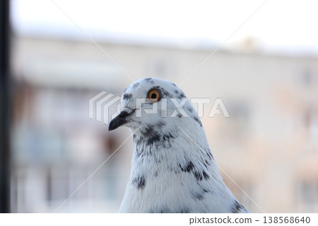 A detailed close-up shot of a white and grey speckled pigeon head with a bright orange eye. The bird is looking to the side against a blurred urban background in daylight. A detailed close-up shot of a white and grey speckled pigeon head with a bright orange eye. The bird is looking to the side against a blurred urban background in daylight. 138568640