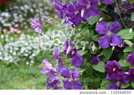A beautiful purple clematis A beautiful purple clematis 138568650