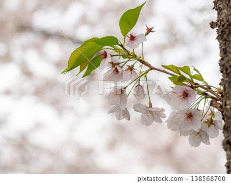 Cherry blossoms of Onda River Cherry blossoms of Onda River 138568700