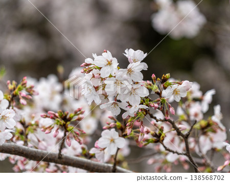 Cherry blossoms of Onda River Cherry blossoms of Onda River 138568702