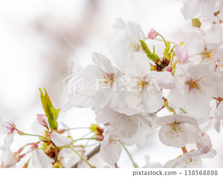 Cherry blossoms in full bloom along the Onda River 138568898