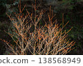 Deciduous Enkianthus perulatus 138568949