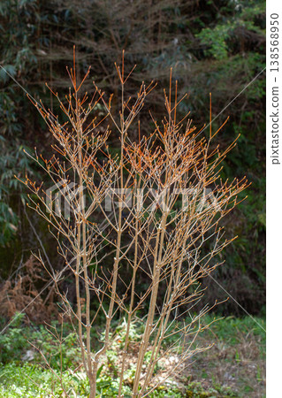 Deciduous Enkianthus perulatus 138568950