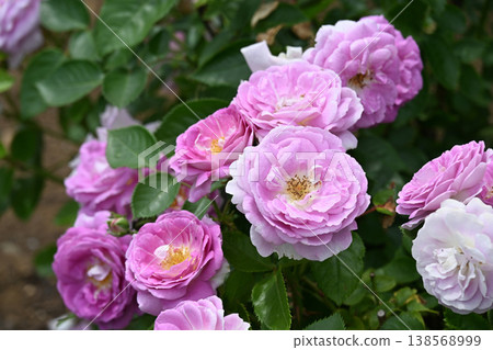Cute pink roses in bloom Cute pink roses in bloom 138568999