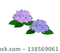 Hydrangea, cute illustration 138569061