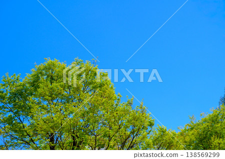 Blue sky and fresh green trees Blue sky and fresh green trees 138569299
