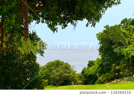 Okinawa's ocean seen through the trees Okinawa's ocean seen through the trees 138569310