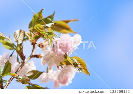 北海道公園晴天雙櫻花盛開 北海道公園晴天雙櫻花盛開 138569323