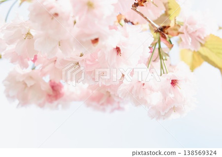 Double cherry blossoms blooming in a park in Hokkaido Double cherry blossoms blooming in a park in Hokkaido 138569324