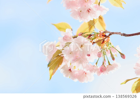 北海道公園內盛開的重瓣櫻花 北海道公園內盛開的重瓣櫻花 138569326