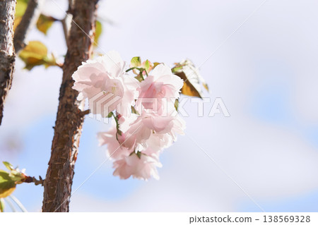 北海道公園內盛開的重瓣櫻花 138569328