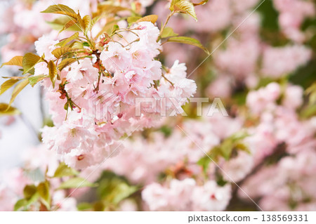 北海道公園內盛開的重瓣櫻花 138569331
