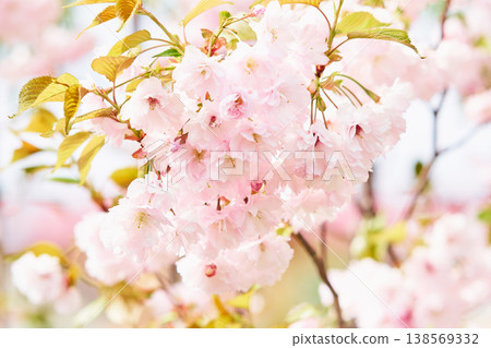 Double cherry blossoms blooming in a park in Hokkaido Double cherry blossoms blooming in a park in Hokkaido 138569332