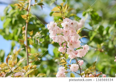 Double cherry blossoms blooming in a park in Hokkaido 138569334