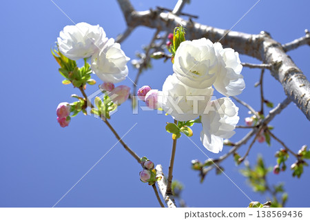 雙櫻花(白色) 雙櫻花(白色) 138569436