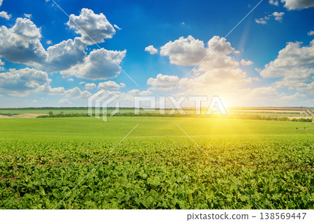 Vast Green Sugar Beet Field Under Bright Summer Sun Vast Green Sugar Beet Field Under Bright Summer Sun 138569447