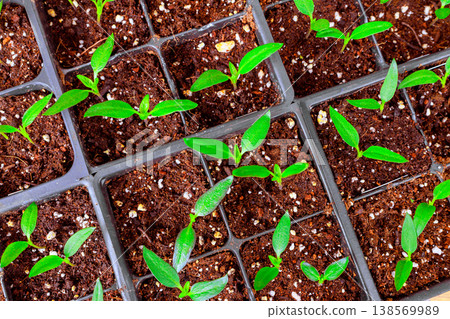 Small seedlings pepper plants sprout from soil in trays, growth life in greenhouse garden Small seedlings pepper plants sprout from soil in trays, growth life in greenhouse garden 138569989