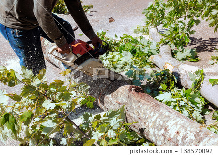 Handyman operates chainsaw to cut through fallen tree trunk after strong tornado in yard while green leaves are scattered around. Handyman operates chainsaw to cut through fallen tree trunk after strong tornado in yard while green leaves are scattered around. 138570092
