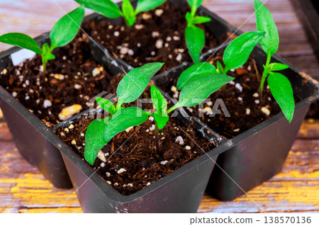Seedlings pepper are in black plastic trays filled with soil, new growth with green leaves above soil surface. Seedlings pepper are in black plastic trays filled with soil, new growth with green leaves above soil surface. 138570136