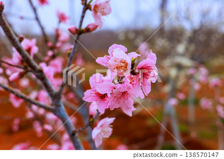 Pink flowers appear on cherry trees in garden during spring surroundings blurred outlines of other trees. Pink flowers appear on cherry trees in garden during spring surroundings blurred outlines of other trees. 138570147