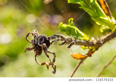 Dried wild rose hip 138570183