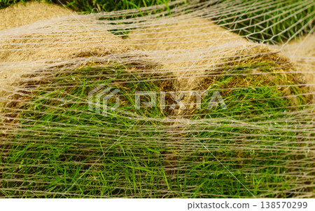 Stacks of sod rolls for new lawn 138570299