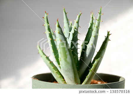 Aloe 138570316