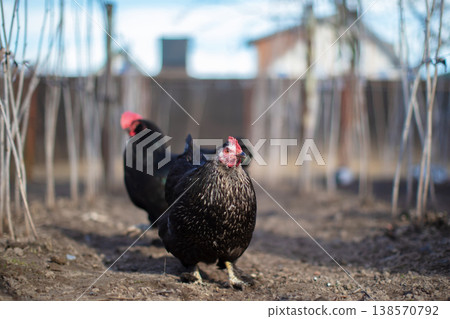 Black chickens walk around the unharvested spring vegetable garden. Black chickens walk around the unharvested spring vegetable garden. 138570792
