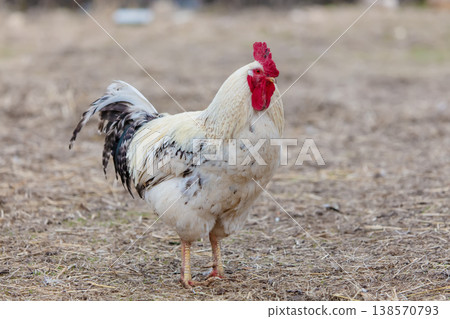 A white and black chicken standing in a field. The chicken has a red beak 138570793
