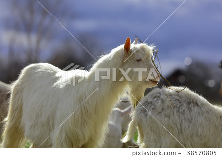 A white goat is standing next to another goat. The goat is looking at the camera A white goat is standing next to another goat. The goat is looking at the camera 138570805
