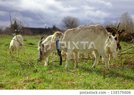 A goat is eating grass in a field A goat is eating grass in a field 138570806
