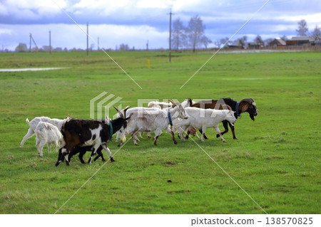 Black and white goats graze on a green meadow. Black and white goats graze on a green meadow. 138570825