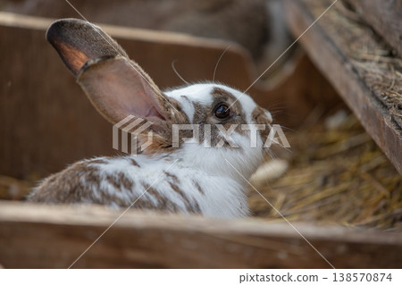 White rabbit with black ears and nose in wooden farm box 138570874