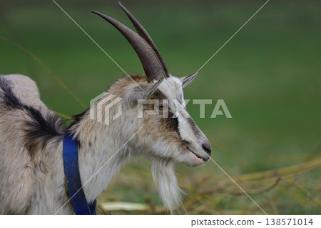 A gray goat with horns close-up on a field. A gray goat with horns close-up on a field. 138571014