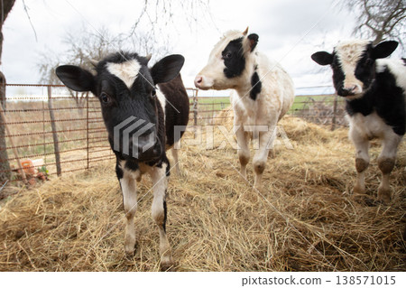 Three black and white cows are standing in a field of hay. One cow is looking at the camera while the other two are looking away Three black and white cows are standing in a field of hay. One cow is looking at the camera while the other two are looking away 138571015