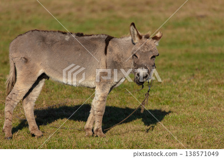 A grey donkey is grazing on a green meadow. He is tied with a rope. A grey donkey is grazing on a green meadow. He is tied with a rope. 138571049