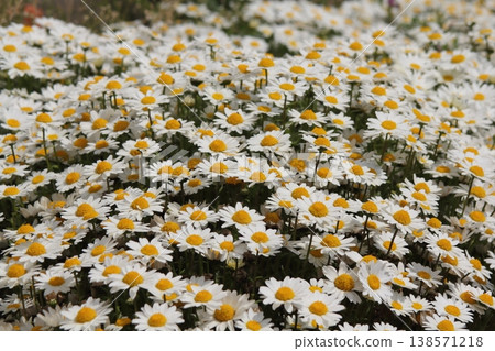 Daisy flowerbed Daisy flowerbed 138571218