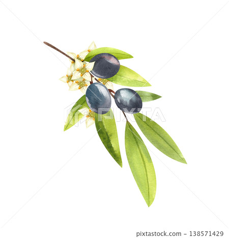 Olive branch with dark, ripe fruits and flowers, isolated watercolor illustration. Hand drawn Mediterranean greenery in a simple style for food festival decoration. Botanical drawing of lush foliage. Olive branch with dark, ripe fruits and flowers, isolated watercolor illustration. Hand drawn Mediterranean greenery in a simple style for food festival decoration. Botanical drawing of lush foliage. 138571429