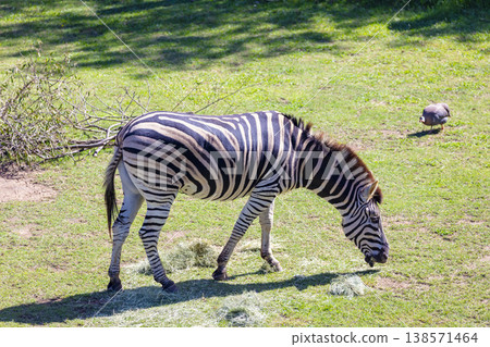 Photograph of a Zebra eating grass in a large green field Photograph of a Zebra eating grass in a large green field 138571464