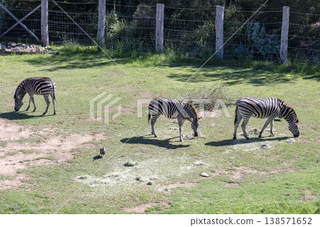 Photograph of a group of Zebras eating grass in a large field Photograph of a group of Zebras eating grass in a large field 138571652