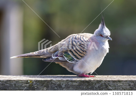 Photograph of a Pigeon standing on a fence in the sunshine Photograph of a Pigeon standing on a fence in the sunshine 138571813