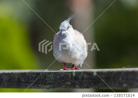 Photograph of a Pigeon standing on a fence in the sunshine Photograph of a Pigeon standing on a fence in the sunshine 138571814