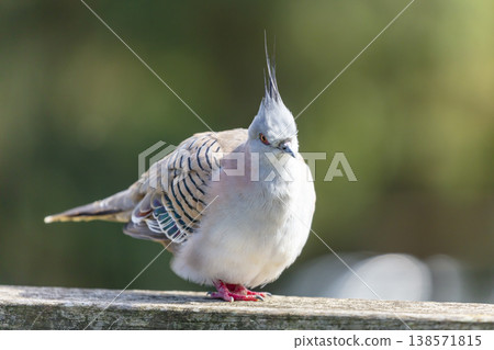 Photograph of a Pigeon standing on a fence in the sunshine 138571815