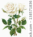 Beautiful white roses in watercolor, with delicate petals and intricate details, perfect for floral-themed art. 138571836