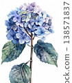 Hand-painted watercolor clip art of blue hydrangeas, with soft blue tones and intricate details that evoke a sense of calm. 138571837
