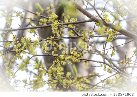 The late spring in the northern regions: The yellow Cornelian cherry blossoms are in full bloom at Morioka Castle Ruins Park in Morioka City, Iwate Prefecture. 138571908