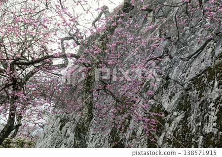 Early spring at Iwate Park, Morioka Castle Ruins Park, and the ancient red plum trees. Early spring at Iwate Park, Morioka Castle Ruins Park, and the ancient red plum trees. 138571915