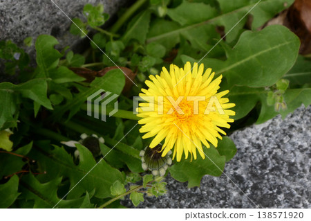 Delicate yet resilient dandelions blooming on the stone wall of Iwate Park in Morioka City, Iwate Prefecture. Delicate yet resilient dandelions blooming on the stone wall of Iwate Park in Morioka City, Iwate Prefecture. 138571920
